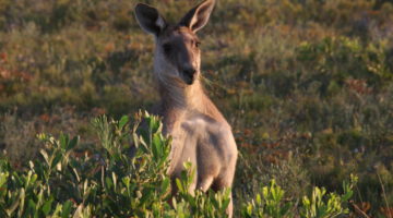 Känguru in Australien, der Heimat unserer Opalsteine